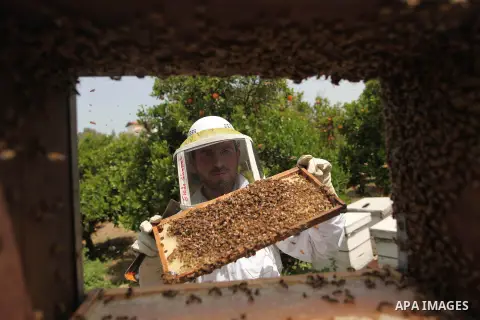 Palestinian beekeepers remove trays from a beehive to collect honey at a honey-bee farm in Gaza city, on April 27, 2015. Beekeepers collect honey and wax from the beehives at this time of year. Photo by Ashraf Amra