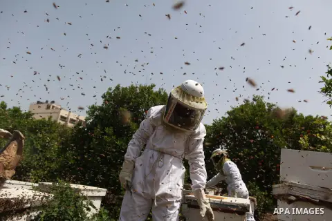 Palestinian beekeepers remove trays from a beehive to collect honey at a honey-bee farm in Gaza city, on April 27, 2015. Beekeepers collect honey and wax from the beehives at this time of year. Photo by Ashraf Amra