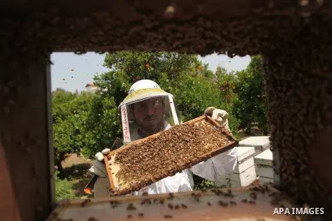 Palestinian beekeepers remove trays from a beehive to collect honey at a honey-bee farm in Gaza city, on April 27, 2015. Beekeepers collect honey and wax from the beehives at this time of year. Photo by Ashraf Amra