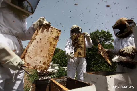 Palestinian beekeepers remove trays from a beehive to collect honey at a honey-bee farm in Gaza city, on April 27, 2015. Beekeepers collect honey and wax from the beehives at this time of year. Photo by Ashraf Amra