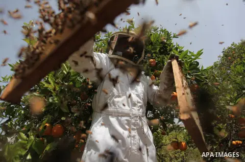 Palestinian beekeepers remove trays from a beehive to collect honey at a honey-bee farm in Gaza city, on April 27, 2015. Beekeepers collect honey and wax from the beehives at this time of year. Photo by Ashraf Amra