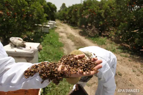 Palestinian beekeepers remove trays from a beehive to collect honey at a honey-bee farm in Gaza city, on April 27, 2015. Beekeepers collect honey and wax from the beehives at this time of year. Photo by Ashraf Amra