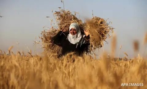 A Palestinian woman collects wheat stalks during the annual harvest in a field in Khan Younis, in the southern Gaza Strip, on April 28, 2015. Hundreds of Palestinian workers depend on the wheat harvest as a source of inc...