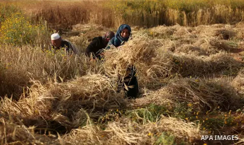 Palestinian farmers collect wheat stalks during the annual harvest in a field in Khan Younis, in the southern Gaza Strip, on April 28, 2015. Hundreds of Palestinian workers depend on the wheat harvest as a source of inco...