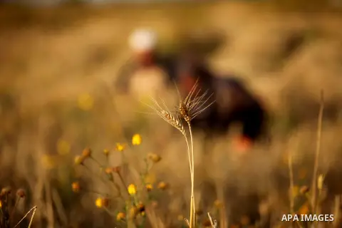 Palestinian farmers collect wheat stalks during the annual harvest in a field in Khan Younis, in the southern Gaza Strip, on April 28, 2015. Hundreds of Palestinian workers depend on the wheat harvest as a source of inco...