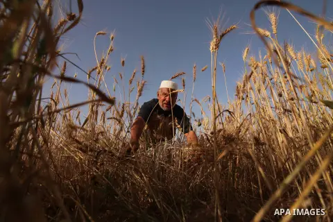 A Palestinian farmer collects wheat stalks during the annual harvest in a field in Khan Younis, in the southern Gaza Strip, on April 28, 2015. Hundreds of Palestinian workers depend on the wheat harvest as a source of in...