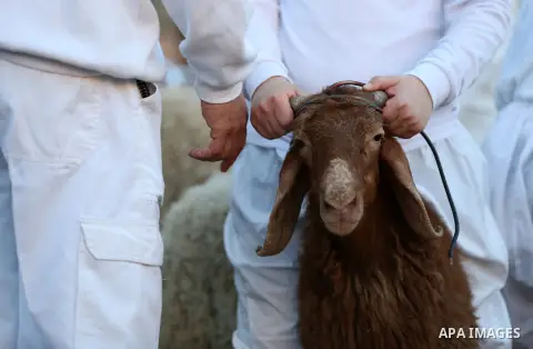 Members of the ancient Samaritan community participate in the ritual of Passover Sacrifice, where sheep and goats are slaughtered, on Mount Gerizim, overlooking the West Bank town of Nablus, May 2, 2015. Samaritans desce...