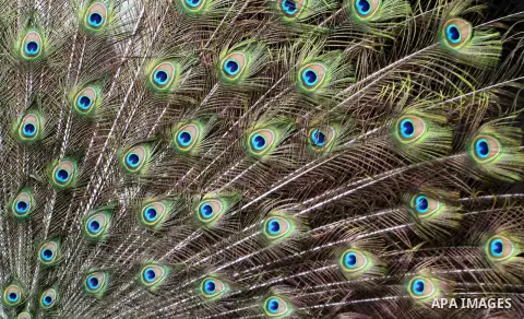 A peacock displays its tail feathers at a local breeding farm in Khan Younis in the southern Gaza Strip, May 5, 2015. Male peacocks display and shake its tail feather to attract attention to female peahens during courtsh...