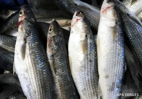 Fish are displayed at a shop in a market in Rafah in the southern Gaza Strip, on May 7, 2015. Israeli military boats on Wednesday afternoon opened fire at Palestinian fishing boats near the shore of the central Gaza Stri...