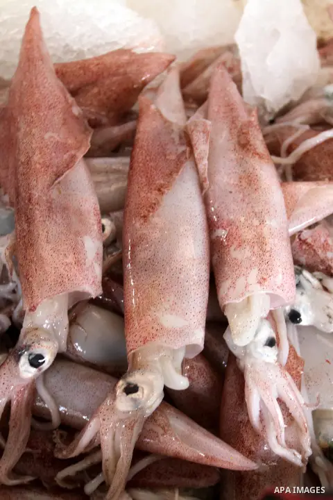 Fish are displayed at a shop in a market in Rafah in the southern Gaza Strip, on May 7, 2015. Israeli military boats on Wednesday afternoon opened fire at Palestinian fishing boats near the shore of the central Gaza Stri...