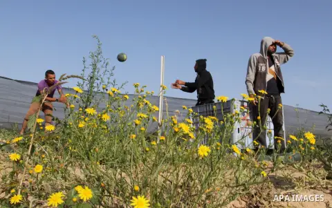 Palestinian farmers collect watermelon from their field located in Khan Younis in the southern Gaza Strip on May 9, 2015. Photo by Abed Rahim Khatib