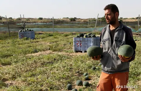 Palestinian farmers collect watermelon from their field located in Khan Younis in the southern Gaza Strip on May 9, 2015. Photo by Abed Rahim Khatib