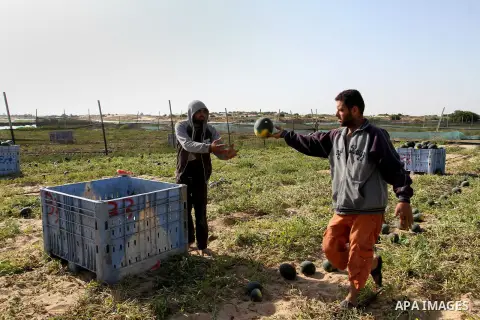 Palestinian farmers collect watermelon from their field located in Khan Younis in the southern Gaza Strip on May 9, 2015. Photo by Abed Rahim Khatib
