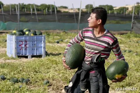 Palestinian farmers collect watermelon from their field located in Khan Younis in the southern Gaza Strip on May 9, 2015. Photo by Abed Rahim Khatib
