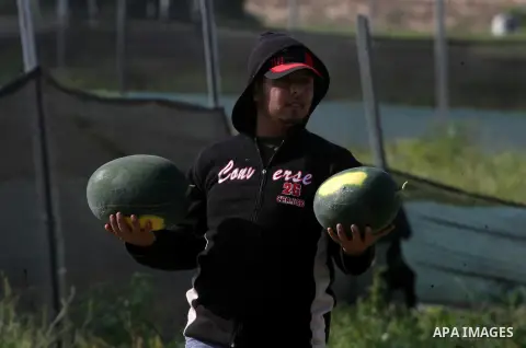 Palestinian farmers collect watermelon from their field located in Khan Younis in the southern Gaza Strip on May 9, 2015. Photo by Abed Rahim Khatib