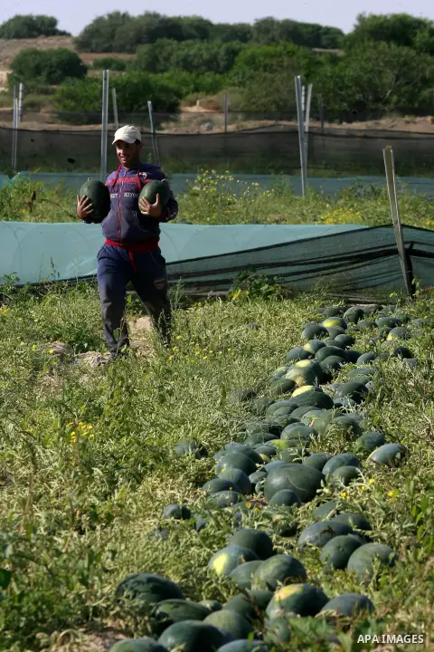 Palestinian farmers collect watermelon from their field located in Khan Younis in the southern Gaza Strip on May 9, 2015. Photo by Abed Rahim Khatib