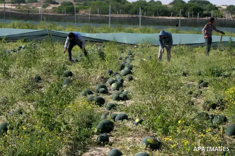 Palestinian farmers collect watermelon from their field located in Khan Younis in the southern Gaza Strip on May 9, 2015. Photo by Abed Rahim Khatib