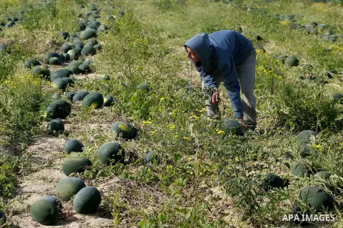 Palestinian farmers collect watermelon from their field located in Khan Younis in the southern Gaza Strip on May 9, 2015. Photo by Abed Rahim Khatib
