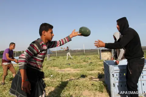 Palestinian farmers collect watermelon from their field located in Khan Younis in the southern Gaza Strip on May 9, 2015. Photo by Abed Rahim Khatib