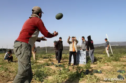 Palestinian farmers collect watermelon from their field located in Khan Younis in the southern Gaza Strip on May 9, 2015. Photo by Abed Rahim Khatib