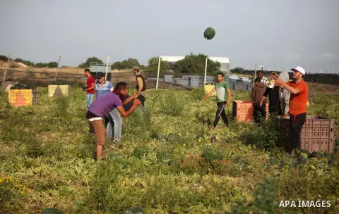 Palestinian farmers collect watermelon from their field located in Khan Younis in the southern Gaza Strip on May 12, 2015. Photo by Ashraf Amra