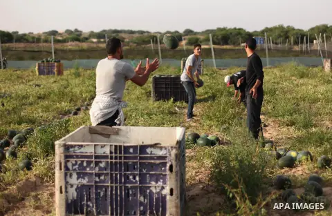 Palestinian farmers collect watermelon from their field located in Khan Younis in the southern Gaza Strip on May 12, 2015. Photo by Ashraf Amra