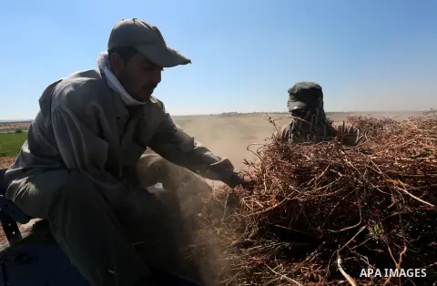 Palestinian farmers grind the feed crop "bega", in the village of Johar a-Deek near central Gaza Strip, on May 16, 2015. Photo by Yasser Qudih