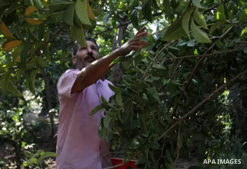 A Palestinian man collects a fruit from guava at the start of the annual harvest season, in Khan Younis in the southern Gaza strip, on August 25, 2015. Photo by Abed Rahim Khatib