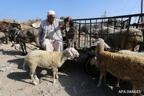 Palestinians gather at the main livestock market days before the major Muslim festival of Eid al-Adha holiday in Gaza City, on Sept. 18, 2015. Eid al-Adha, or Feast of Sacrifice, commemorates what Muslims believe was Pro...