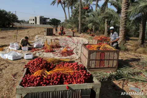 A Palestinian worker gathers bundles of dates harvested from a palm trees during the annual harvest in Khan Younis in the southern Gaza Strip, on September 30, 2015. Photo by Abed Rahim Khatib
