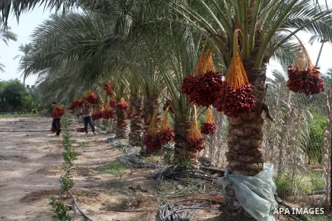 Palestinian workers collect bundles of dates harvested from a palm trees during the annual harvest in Khan Younis in the southern Gaza Strip, on September 30, 2015. Photo by Abed Rahim Khatib