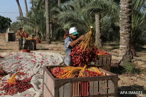 A Palestinian worker gathers bundles of dates harvested from a palm trees during the annual harvest in Khan Younis in the southern Gaza Strip, on September 30, 2015. Photo by Abed Rahim Khatib