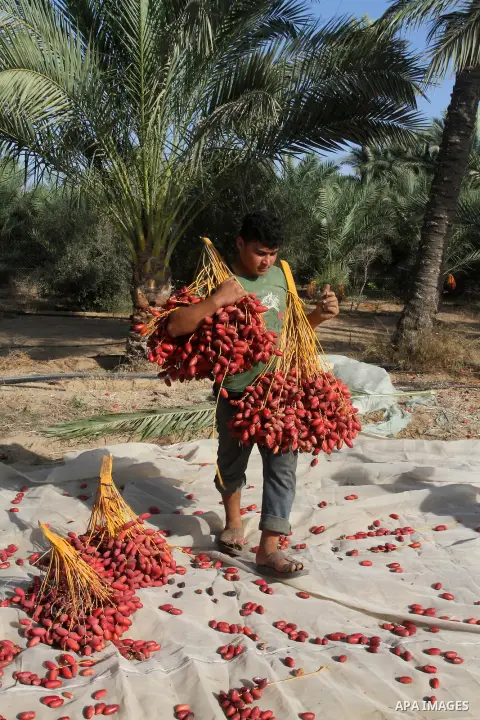 A Palestinian worker gathers bundles of dates harvested from a palm trees during the annual harvest in Khan Younis in the southern Gaza Strip, on September 30, 2015. Photo by Abed Rahim Khatib