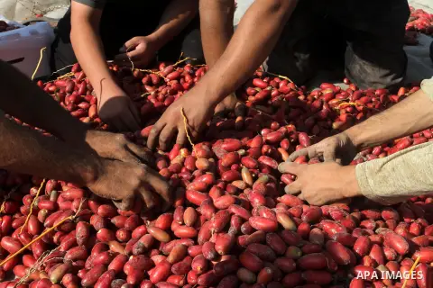 Palestinian workers sort dates harvested from palm trees during the annual harvest in Khan Younis in the southern Gaza Strip, on September 30, 2015. Photo by Abed Rahim Khatib