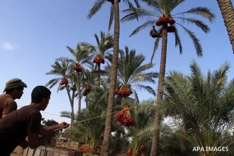 Palestinian workers collect bundles of dates harvested from a palm trees during the annual harvest in Khan Younis in the southern Gaza Strip, on September 30, 2015. Photo by Abed Rahim Khatib