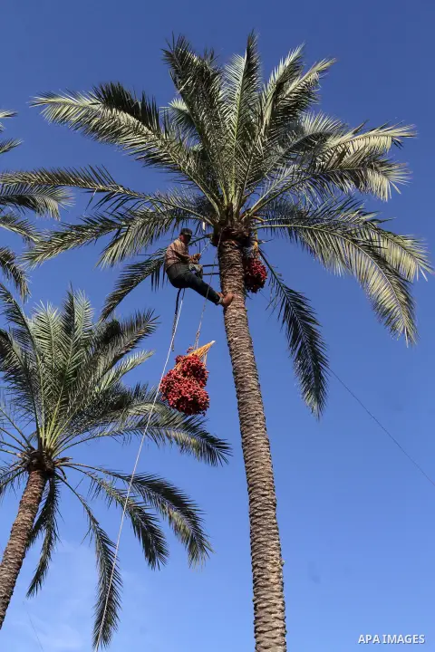 Palestinian workers collect bundles of dates harvested from a palm trees during the annual harvest in Khan Younis in the southern Gaza Strip, on September 30, 2015. Photo by Abed Rahim Khatib