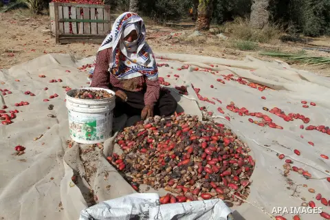Palestinian workers sort dates harvested from palm trees during the annual harvest in Khan Younis in the southern Gaza Strip, on September 30, 2015. Photo by Abed Rahim Khatib