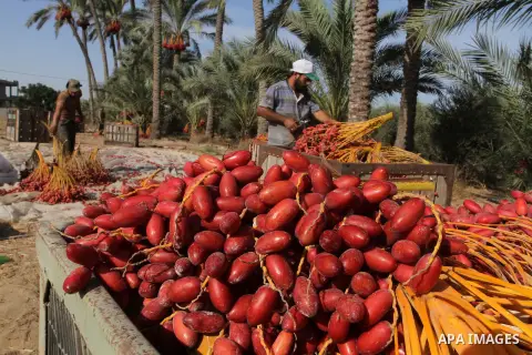Palestinian workers sort dates harvested from palm trees during the annual harvest in Khan Younis in the southern Gaza Strip, on September 30, 2015. Photo by Abed Rahim Khatib