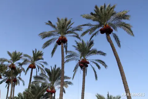Palestinian workers collect bundles of dates harvested from a palm trees during the annual harvest in Khan Younis in the southern Gaza Strip, on September 30, 2015. Photo by Abed Rahim Khatib