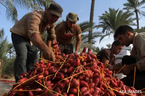 Palestinian workers sort dates harvested from palm trees during the annual harvest in Khan Younis in the southern Gaza Strip, on September 30, 2015. Photo by Abed Rahim Khatib