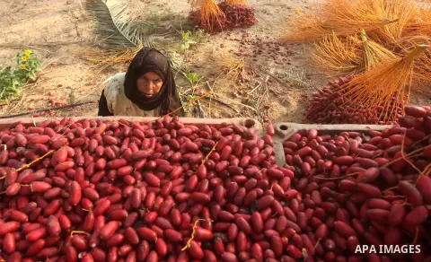 Palestinian farmers harvest dates from a palm tree in Khan Younis in the southern Gaza Strip October 4, 2015. Photo by Ashraf Amra