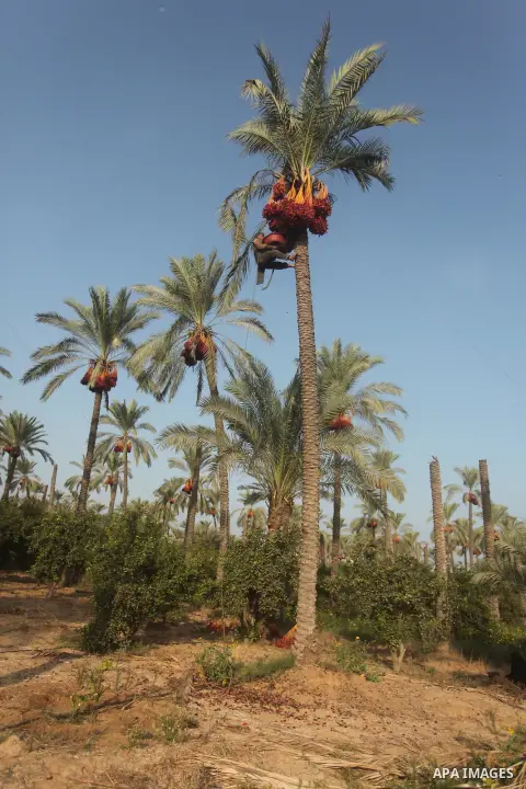Palestinian farmers harvest dates from a palm tree in Khan Younis in the southern Gaza Strip October 4, 2015. Photo by Ashraf Amra