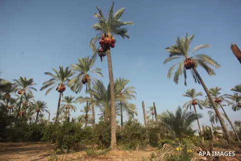 Palestinian farmers harvest dates from a palm tree in Khan Younis in the southern Gaza Strip October 4, 2015. Photo by Ashraf Amra