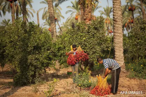 Palestinian farmers harvest dates from a palm tree in Khan Younis in the southern Gaza Strip October 4, 2015. Photo by Ashraf Amra
