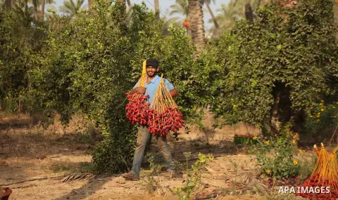 Palestinian farmers harvest dates from a palm tree in Khan Younis in the southern Gaza Strip October 4, 2015. Photo by Ashraf Amra