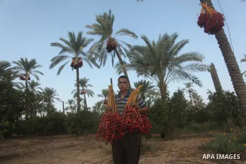 Palestinian farmers harvest dates from a palm tree in Khan Younis in the southern Gaza Strip October 4, 2015. Photo by Ashraf Amra