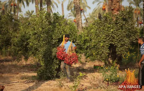 Palestinian farmers harvest dates from a palm tree in Khan Younis in the southern Gaza Strip October 4, 2015. Photo by Ashraf Amra
