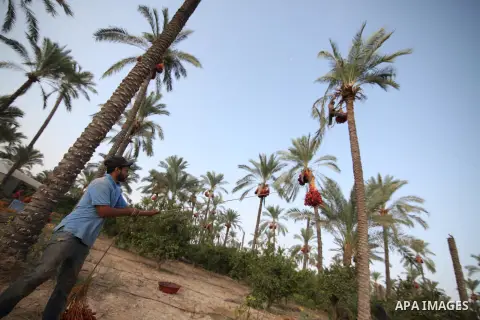 Palestinian farmers harvest dates from a palm tree in Khan Younis in the southern Gaza Strip October 4, 2015. Photo by Ashraf Amra