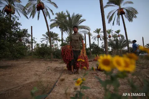 Palestinian farmers harvest dates from a palm tree in Khan Younis in the southern Gaza Strip October 4, 2015. Photo by Ashraf Amra