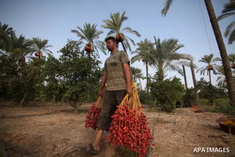 Palestinian farmers harvest dates from a palm tree in Khan Younis in the southern Gaza Strip October 4, 2015. Photo by Ashraf Amra